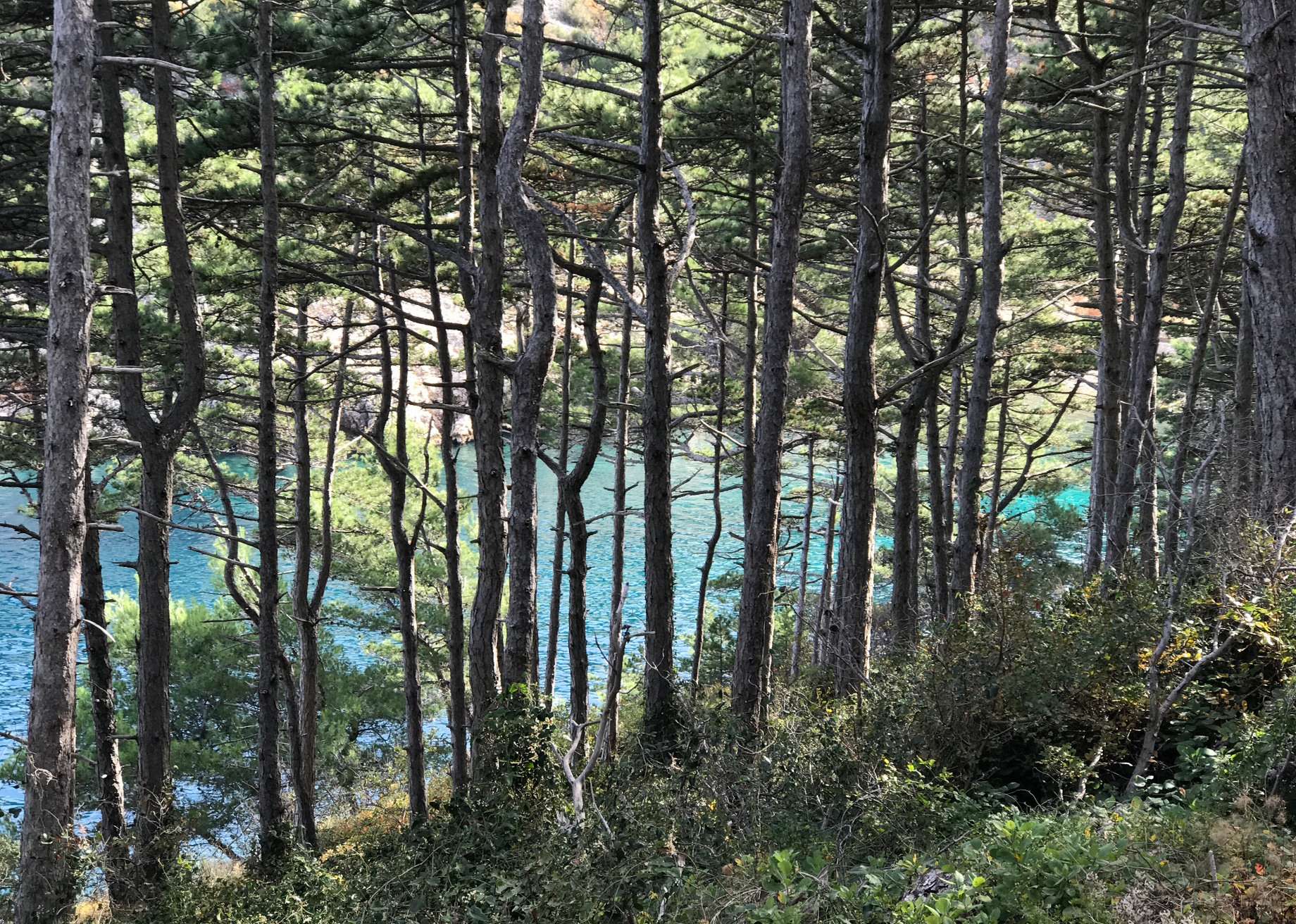 Pine forest in Vrbnik